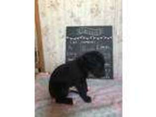 Great Dane Puppy for sale in Weidman, MI, USA
