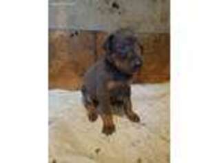 Doberman Pinscher Puppy for sale in Wichita Falls, TX, USA