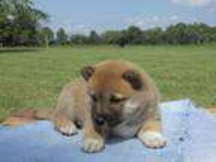 Shiba Inu Puppy for sale in Mount Vernon, IL, USA
