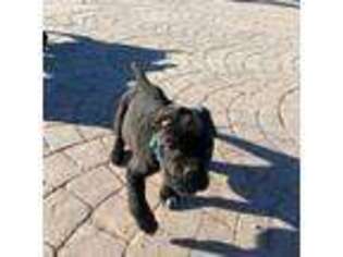 Cane Corso Puppy for sale in El Paso, TX, USA