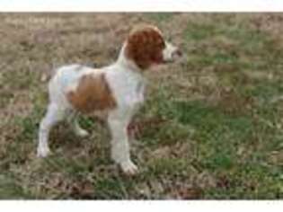 Brittany Puppy for sale in Grovespring, MO, USA