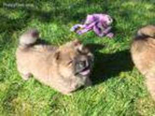 Chow Chow Puppy for sale in Anchorage, AK, USA
