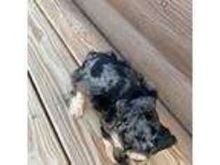 Mutt Puppy for sale in Cohutta, GA, USA