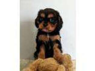 Cavalier King Charles Spaniel Puppy for sale in Huntsville, OH, USA