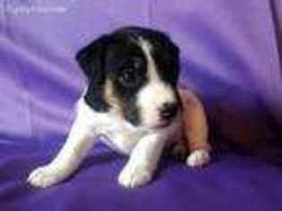 Jack Russell Terrier Puppy for sale in Hillsboro, OR, USA