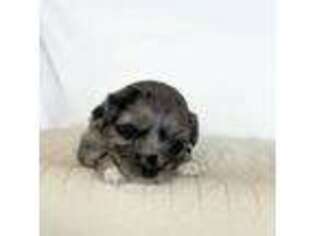 Mutt Puppy for sale in Saint David, AZ, USA