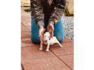 Bull Terrier Puppy for sale in Hot Springs, AR, USA