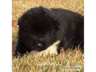 Akita Puppy for sale in Atwood, KS, USA