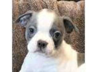 Boston Terrier Puppy for sale in Marietta, OK, USA