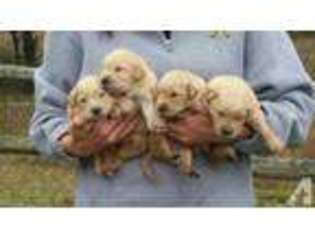 Golden Retriever Puppy for sale in ANTLERS, OK, USA