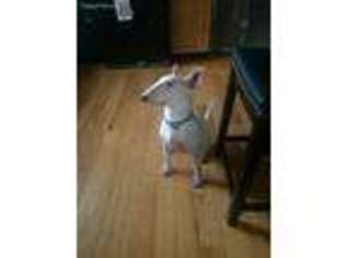 Bull Terrier Puppy for sale in Wynantskill, NY, USA