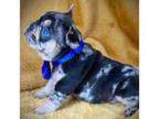 French Bulldog Puppy for sale in Dawson, WV, USA