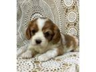 Cavalier King Charles Spaniel Puppy for sale in Mabel, MN, USA