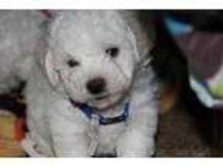 Bichon Frise Puppy for sale in Moreno Valley, CA, USA
