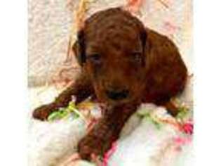 Mutt Puppy for sale in Saratoga Springs, UT, USA