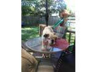 Bulldog Puppy for sale in Sugar Land, TX, USA