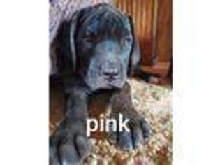 Mastiff Puppy for sale in Oley, PA, USA