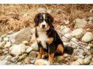 Bernese Mountain Dog Puppy for sale in Sandy, UT, USA