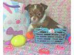 Chihuahua Puppy for sale in Glenford, OH, USA