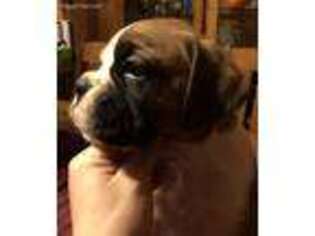 Boxer Puppy for sale in Cresco, PA, USA