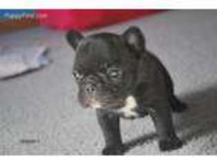 French Bulldog Puppy for sale in Oswego, IL, USA