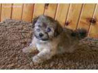 Havanese Puppy for sale in Dorchester, WI, USA