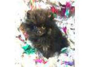 Pomeranian Puppy for sale in Gray, GA, USA