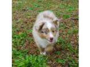 Miniature Australian Shepherd Puppy for sale in Summerville, SC, USA