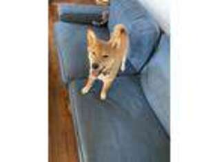 Shiba Inu Puppy for sale in Woodside, NY, USA