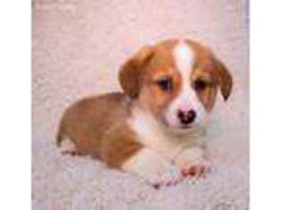 Pembroke Welsh Corgi Puppy for sale in Millersburg, OH, USA