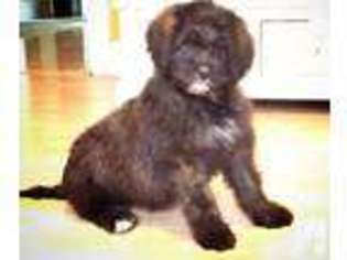 Mutt Puppy for sale in FISHERS, IN, USA