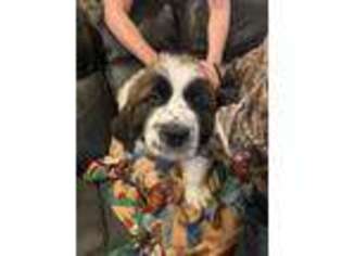 Saint Bernard Puppy for sale in Parkersburg, WV, USA