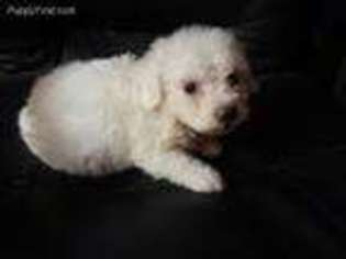 Bichon Frise Puppy for sale in Alexis, NC, USA