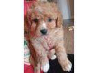 Cavapoo Puppy for sale in Holdenville, OK, USA
