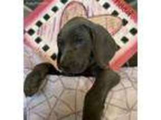 Weimaraner Puppy for sale in Carroll, IA, USA