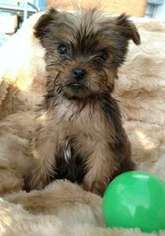 Shorkie Tzu Puppy for sale in Warren, MA, USA