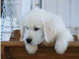 Golden Retriever Puppy for sale in West Unity, OH, USA