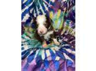 Miniature Australian Shepherd Puppy for sale in Griffin, GA, USA