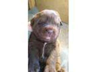 Mutt Puppy for sale in LAMAR, IN, USA