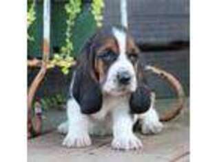 Basset Hound Puppy for sale in Tipton, MO, USA