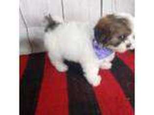 Mutt Puppy for sale in Moorpark, CA, USA