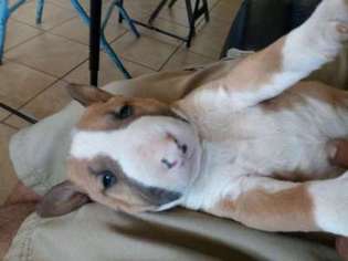 Bull Terrier Puppy for sale in El Paso, TX, USA