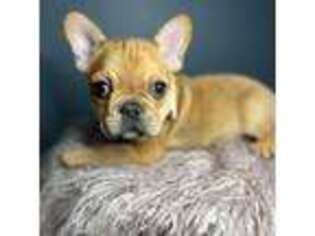 French Bulldog Puppy for sale in Princeton, WV, USA