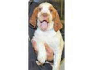 Brittany Puppy for sale in Stratton, CO, USA