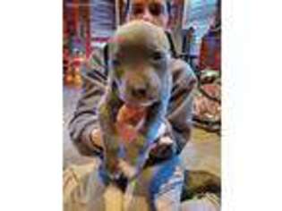 Mutt Puppy for sale in Cedar Grove, IN, USA