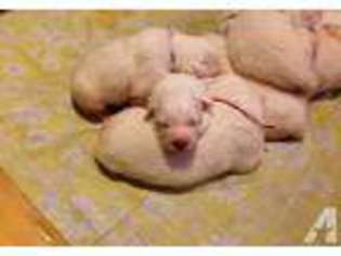 Great Pyrenees Puppy for sale in NEWCOMERSTOWN, OH, USA
