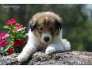 Collie Puppy for sale in Guilford, IN, USA