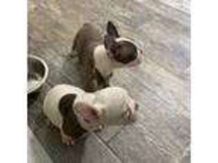 French Bulldog Puppy for sale in Rosedale, NY, USA