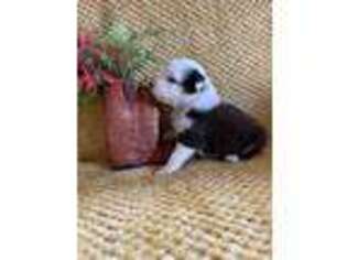 Miniature Australian Shepherd Puppy for sale in Alliance, OH, USA