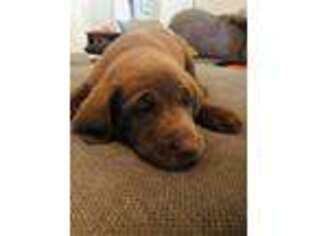 Labrador Retriever Puppy for sale in Springtown, TX, USA